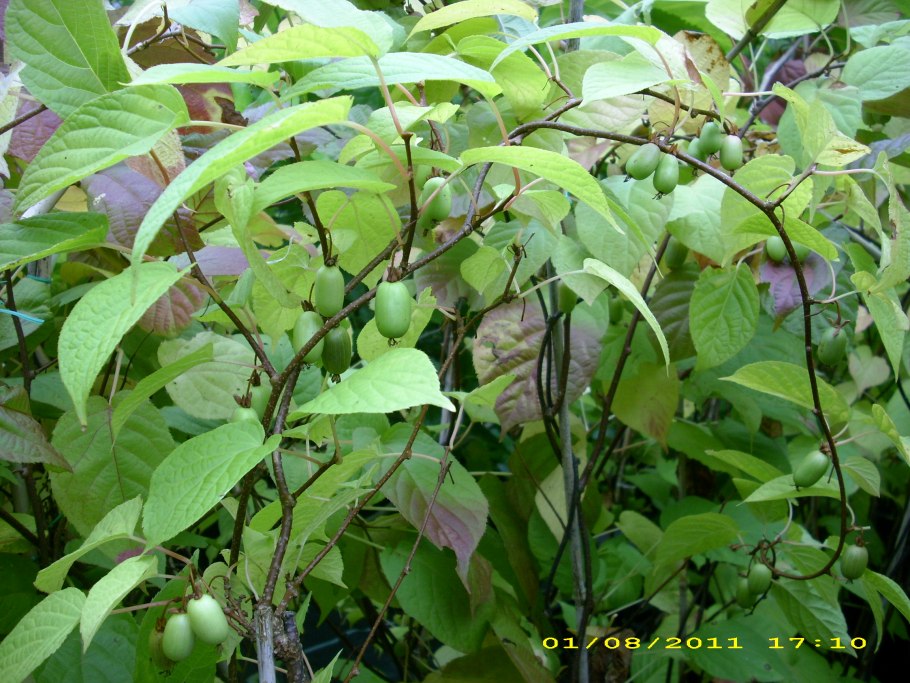 Актинидия коломикта Сластена