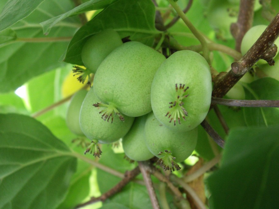 Актинидия коломикта Университетская