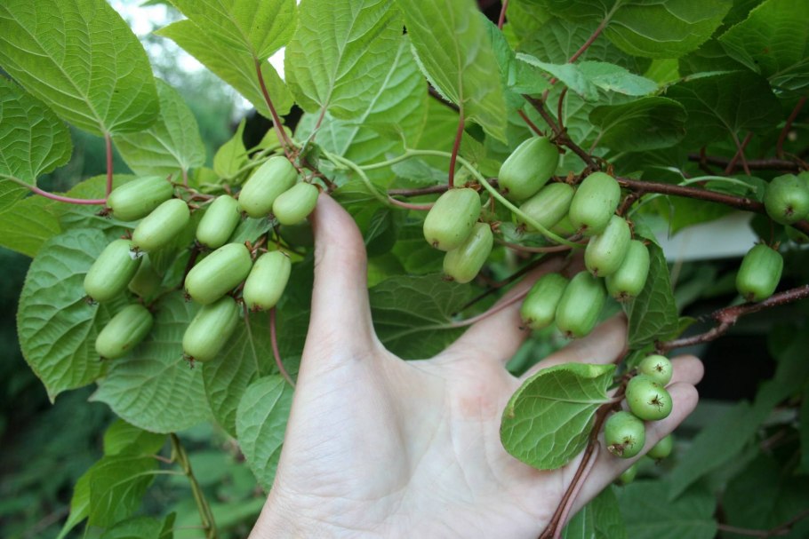 Актинидия аргута бальзамная