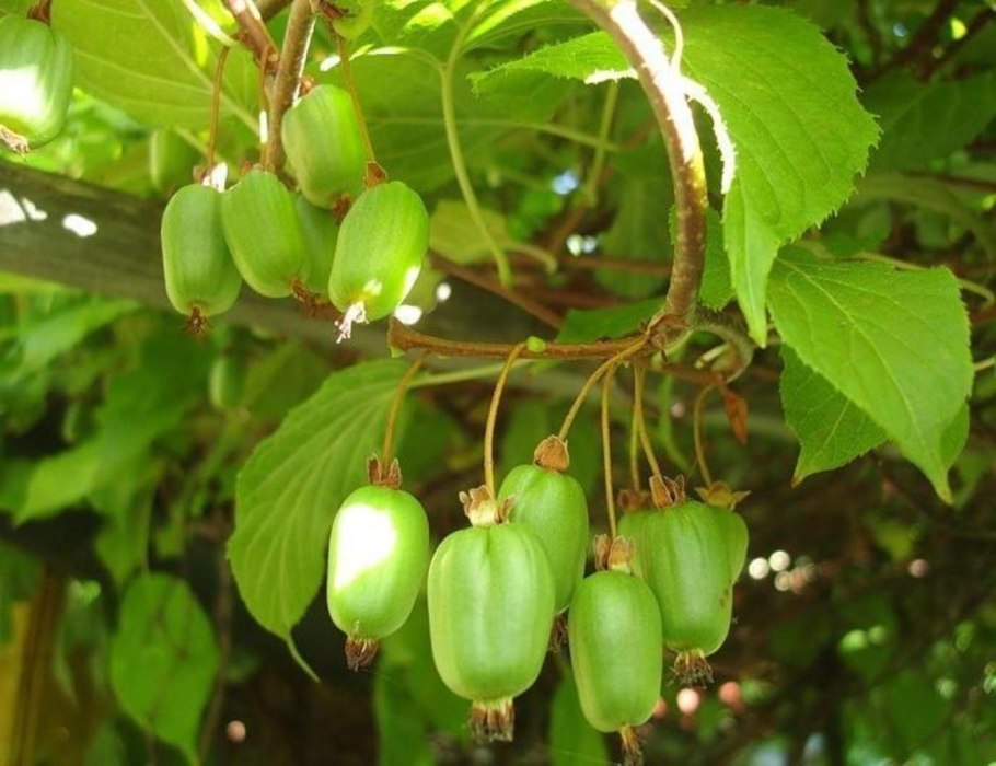 Актинидия коломикта (Actinidia kolomikta)