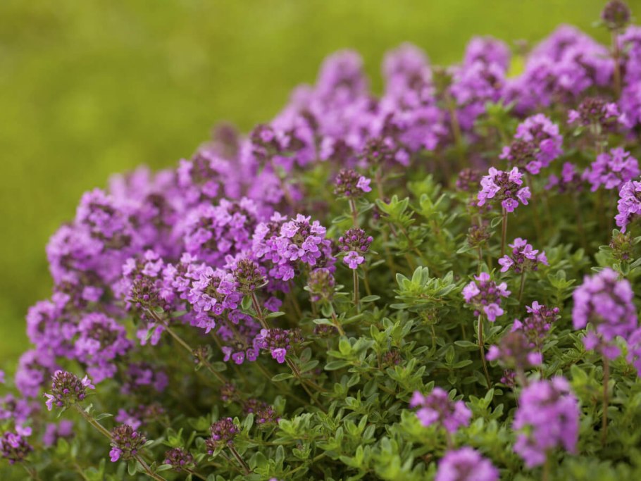 Тимьян ползучий (Thymus serpyllum 'Magic Carpet')