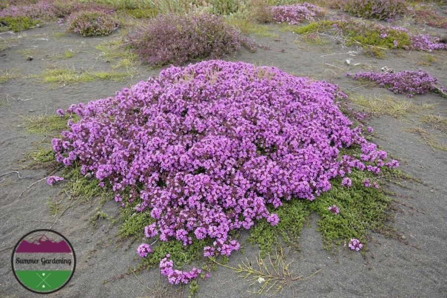Тимьян (Thymus)