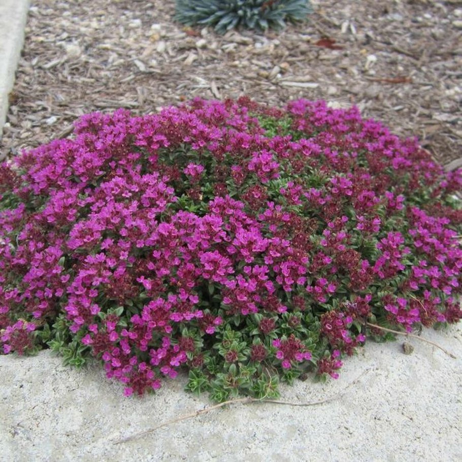 Тимьян praecox coccineus