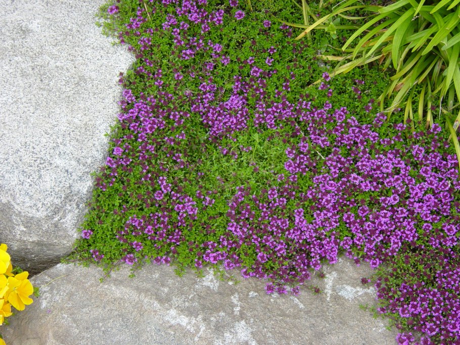 Тимьян ползучий (Thymus serpyllum)