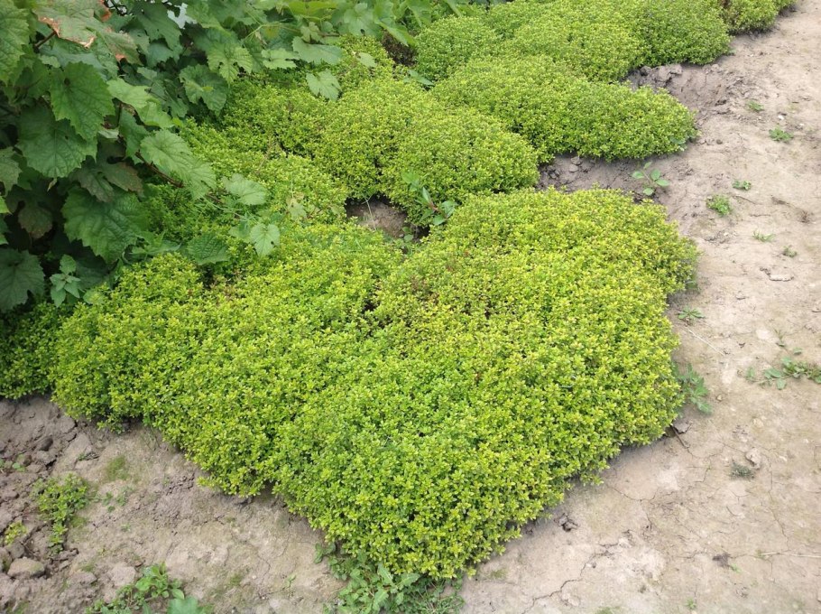 Тимьян ползучий (Thymus serpyllum)