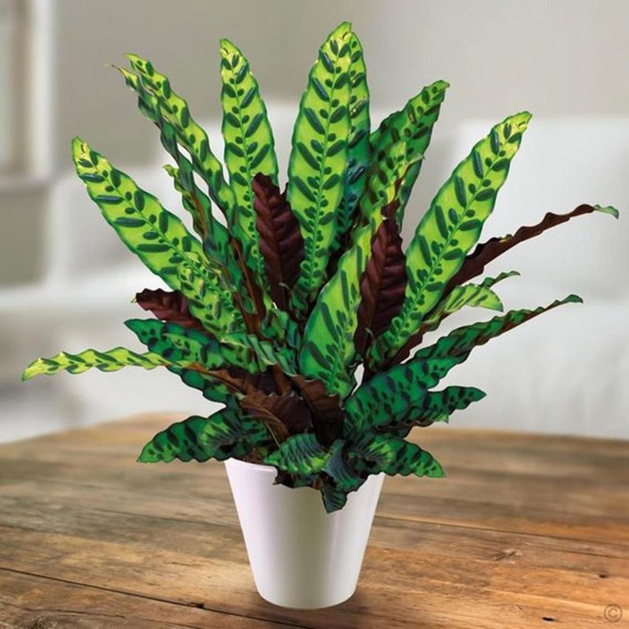 Calathea Лансифолия