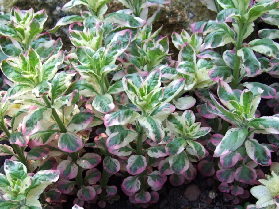 Аглаонема Грин Сан