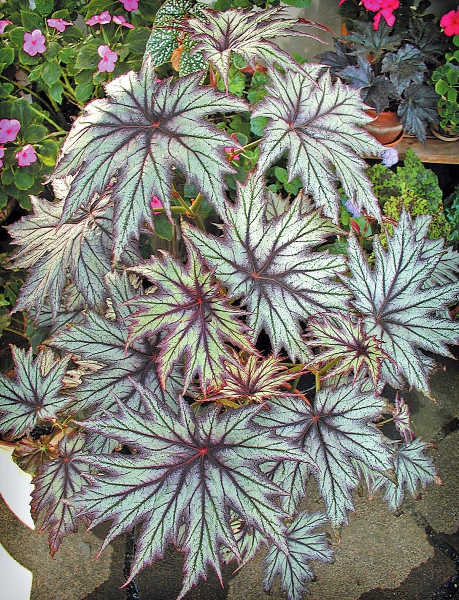 Хоста вербейник папоротник