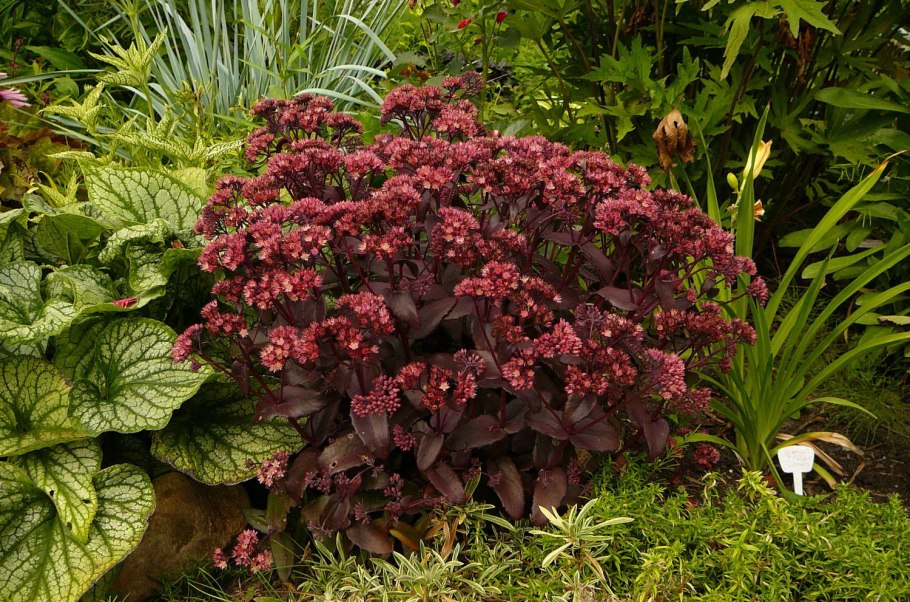 Гипоэстес листоколосниковый