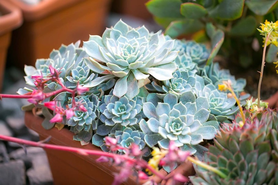 Эхеверия Валентина