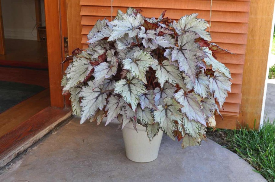 Колеус Coleus Juliet Quartermain