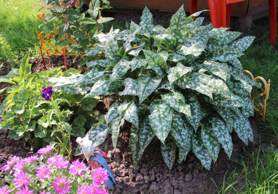 Очиток Хосе Оберджин