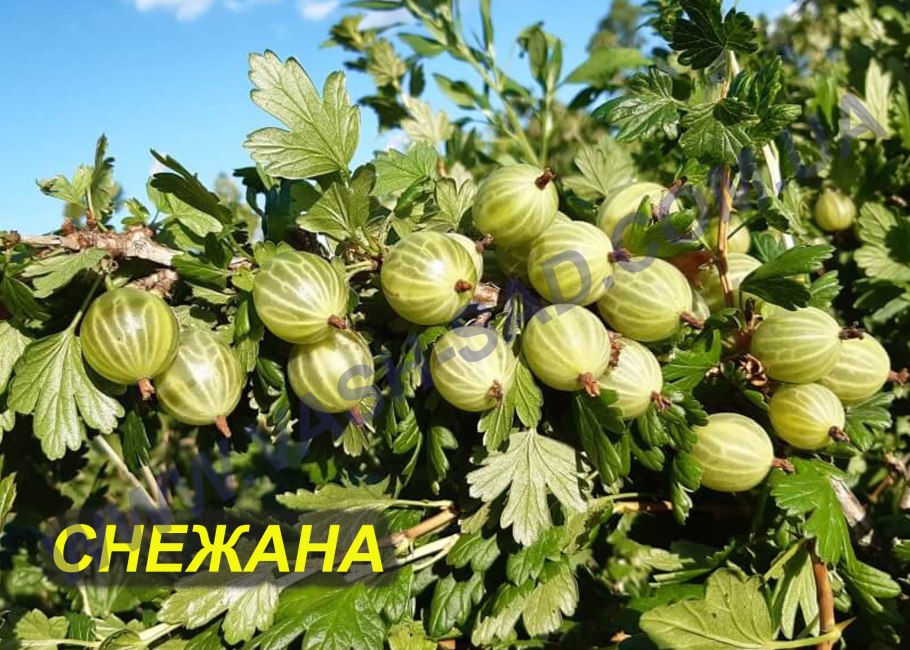 Крыжовник Снежана