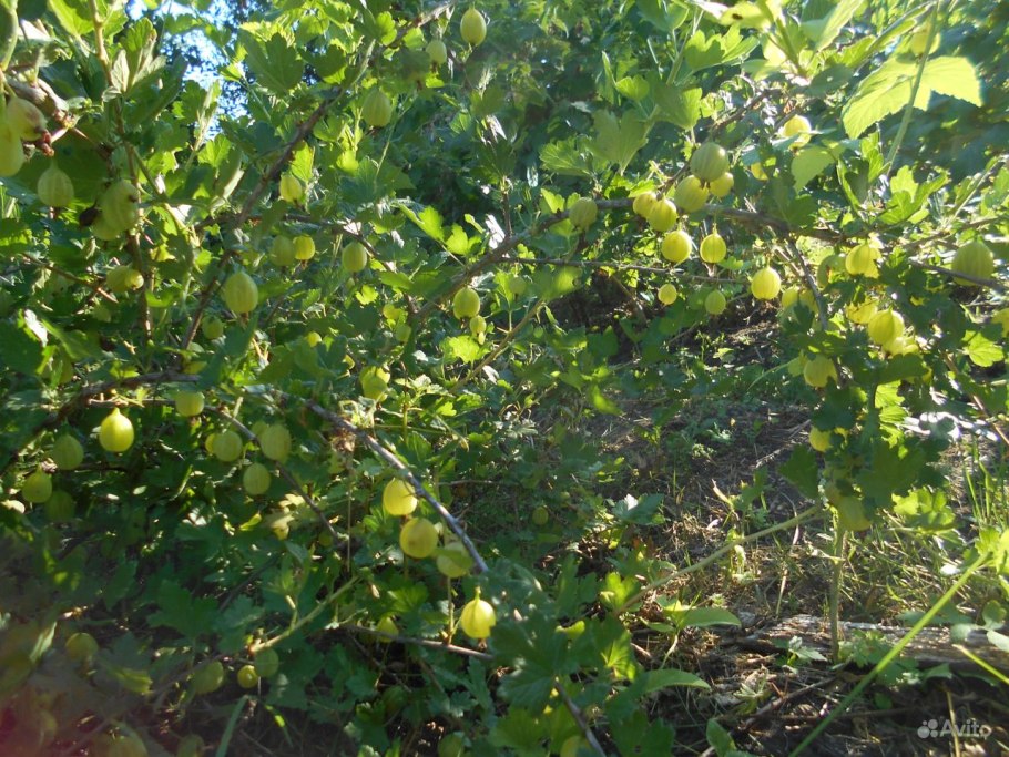 Крыжовник красный