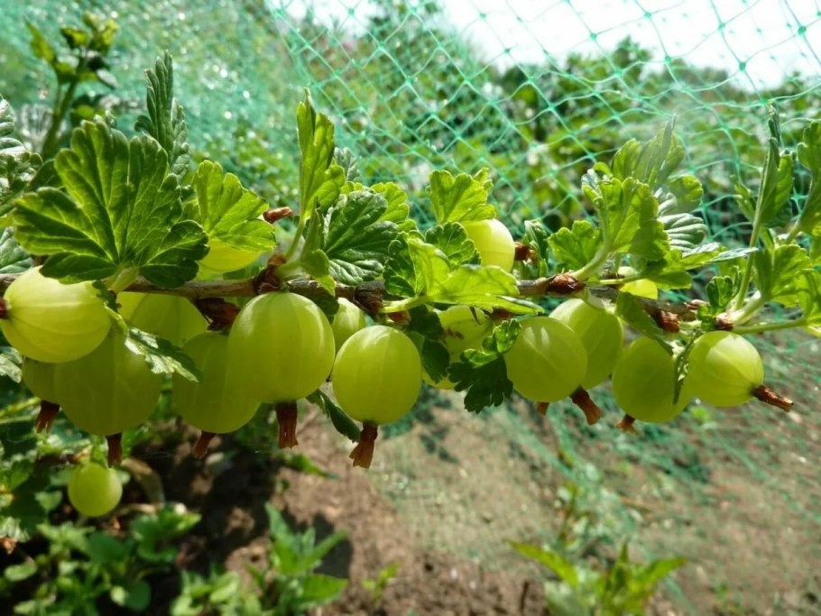 Крыжовник Хиннонмаки ред (штамбовый)