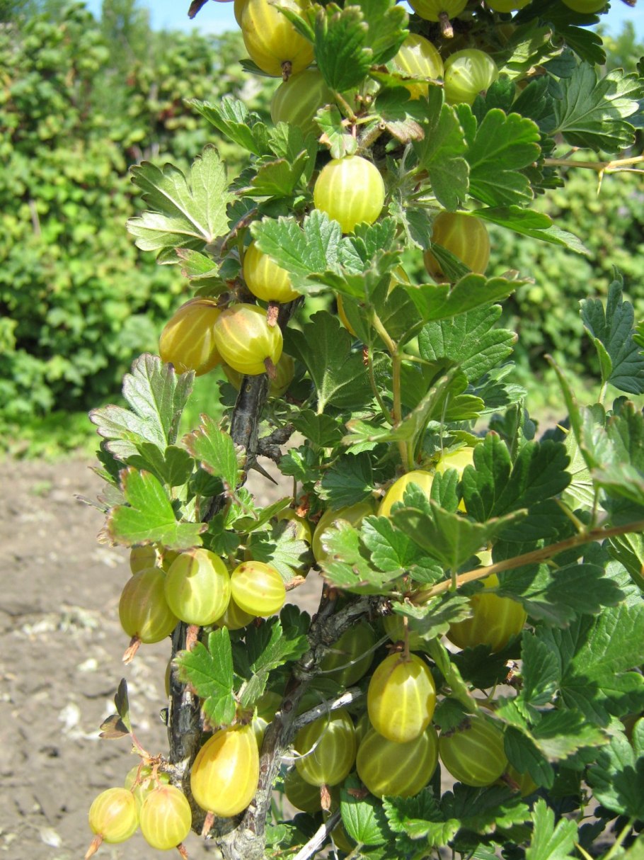 Крыжовник малахит