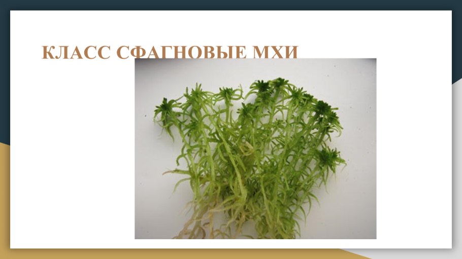 Мох бриум