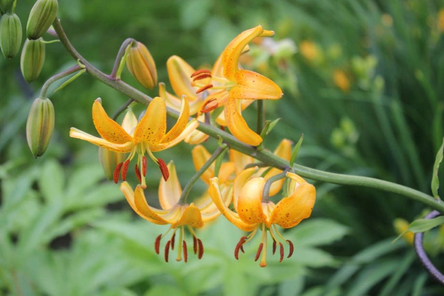 Лилия Дальневосточная саранка