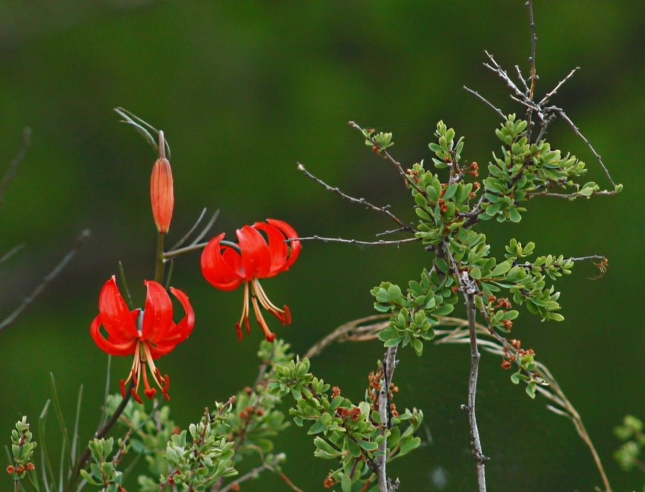 Дикая Лилия саранка