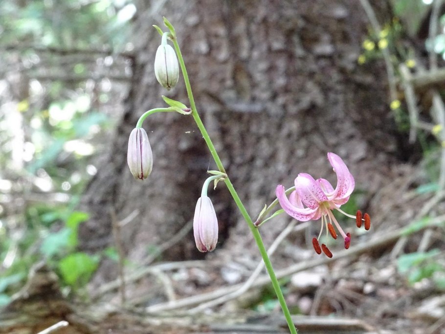 Лилия карликовая (Lilium pumilum)