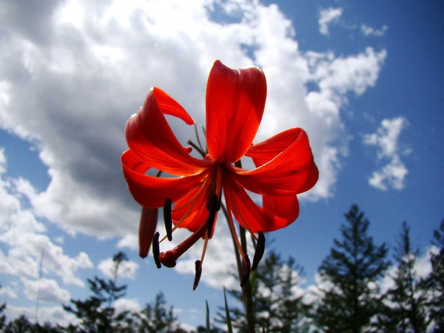 Лилия саранка красная