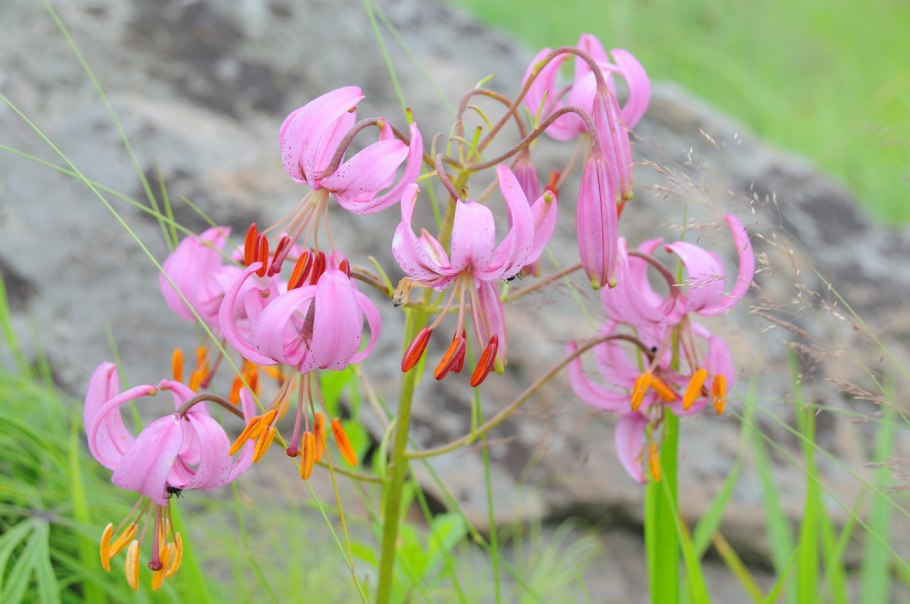 Лилия поникающая