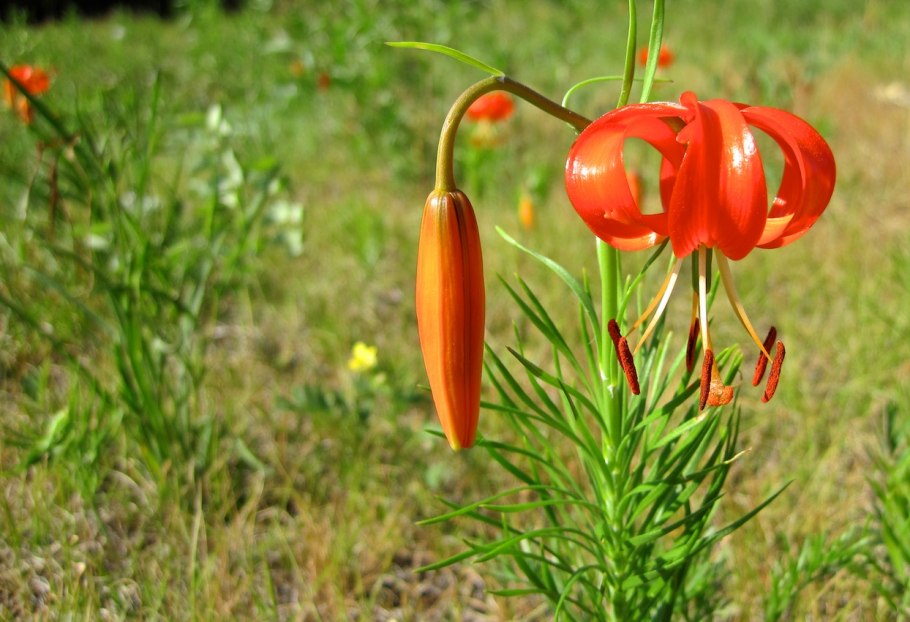 Мартагон Альберта Монинг