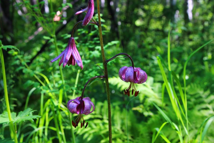 Лилия кудреватая (Lilium martagon)