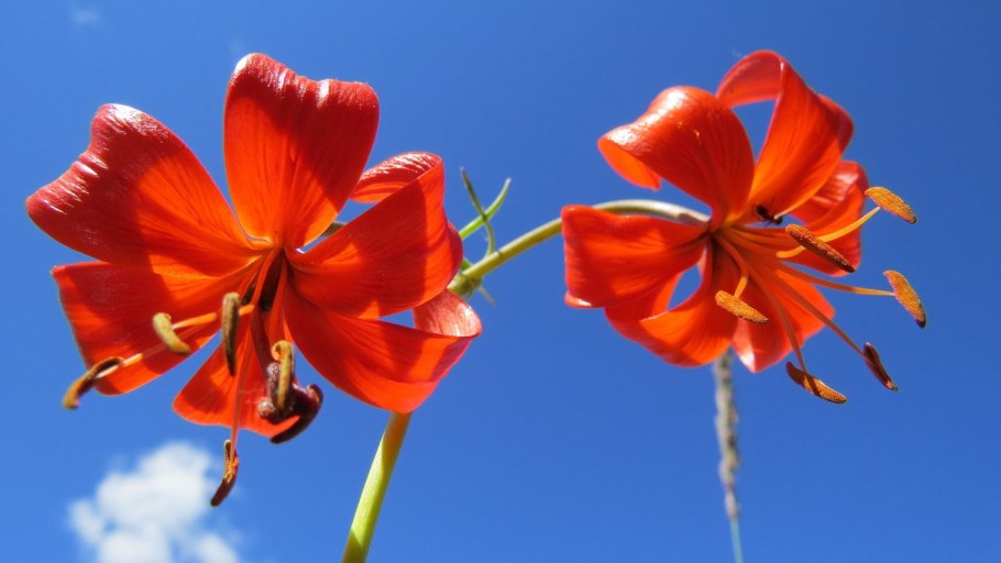 Лилия кудреватая соцветие