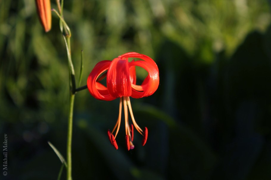Лилия карликовая (Lilium pumilum)
