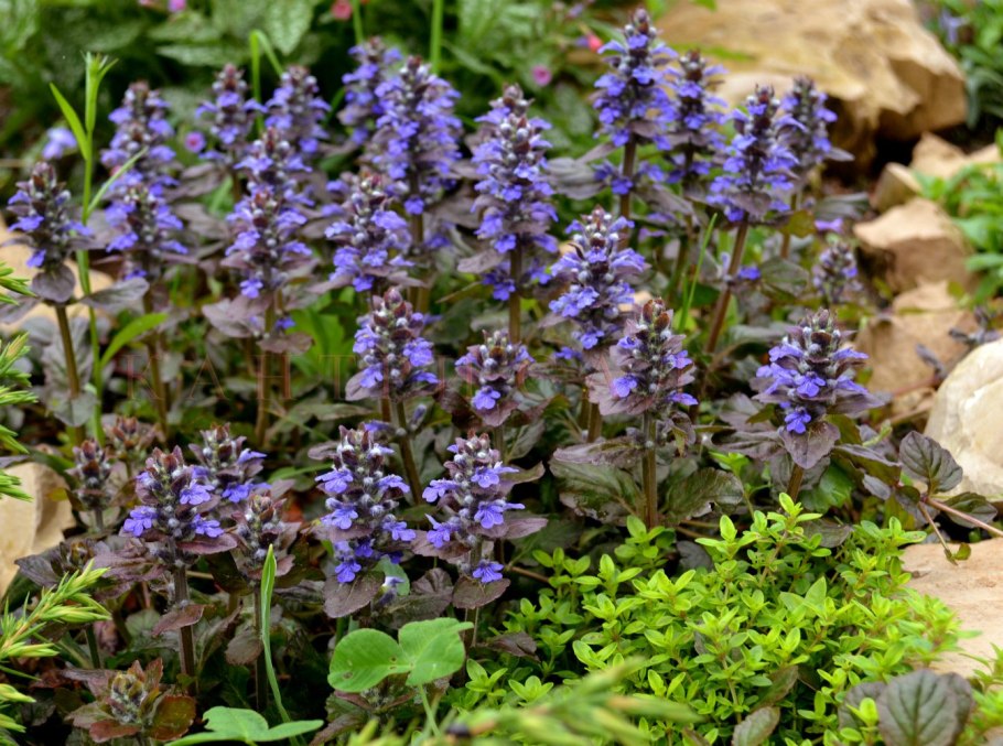 Живучка Женевская Хелена