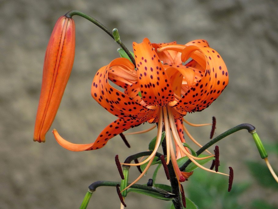 Тигровая лилия саранка