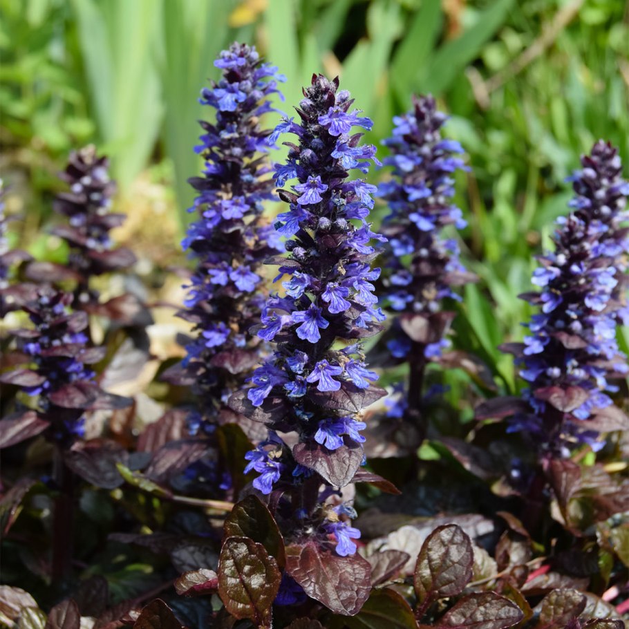 Аюга ползучая