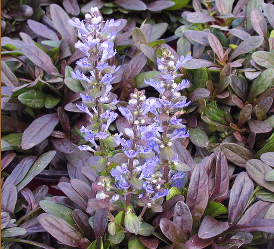 Живучка Блуберри