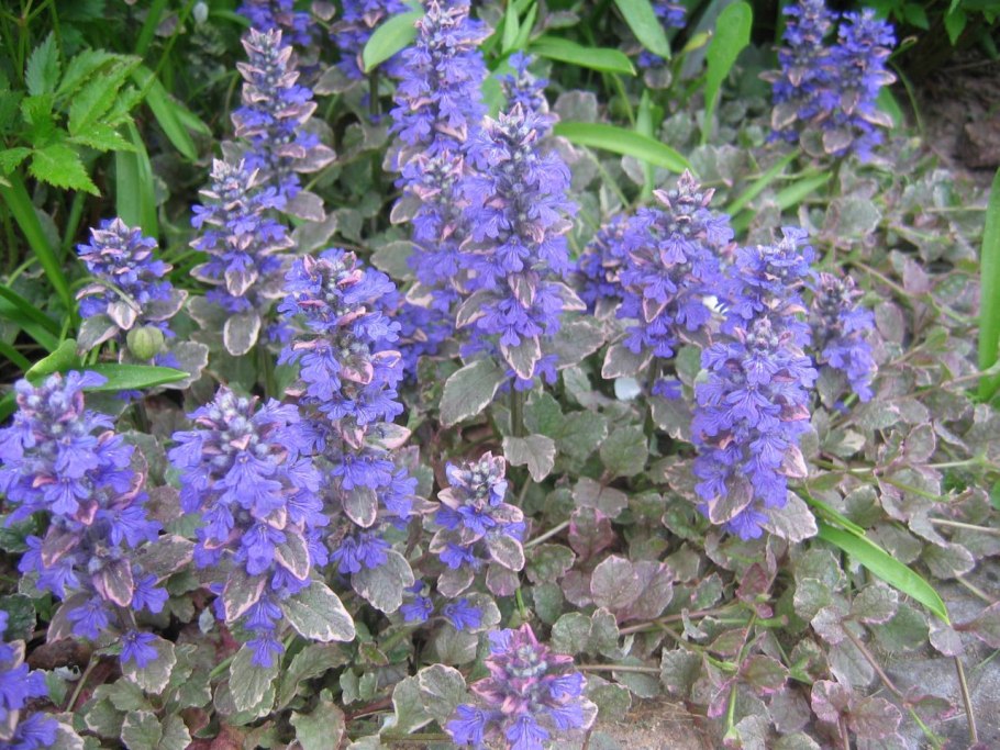 Живучка Блуберри