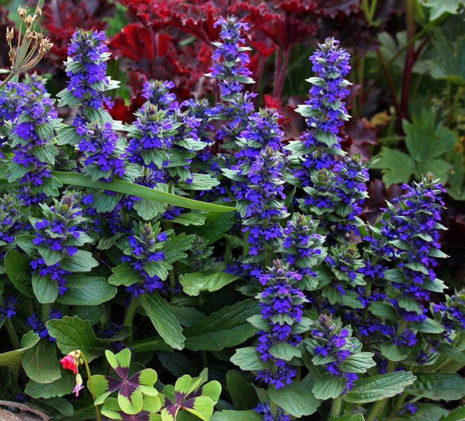 Живучка Женевская Хелена