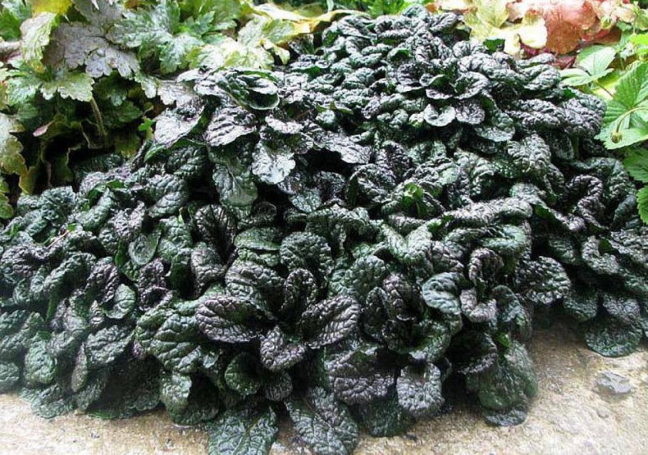 Живучка ползучая Atropurpurea