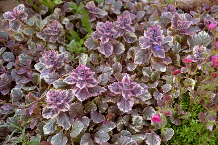 Живучка ползучая бургунди Глоу