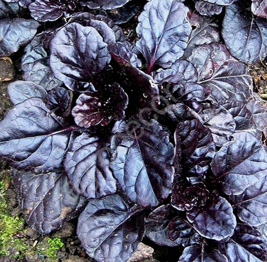 Живучка Блэк Скэллоп