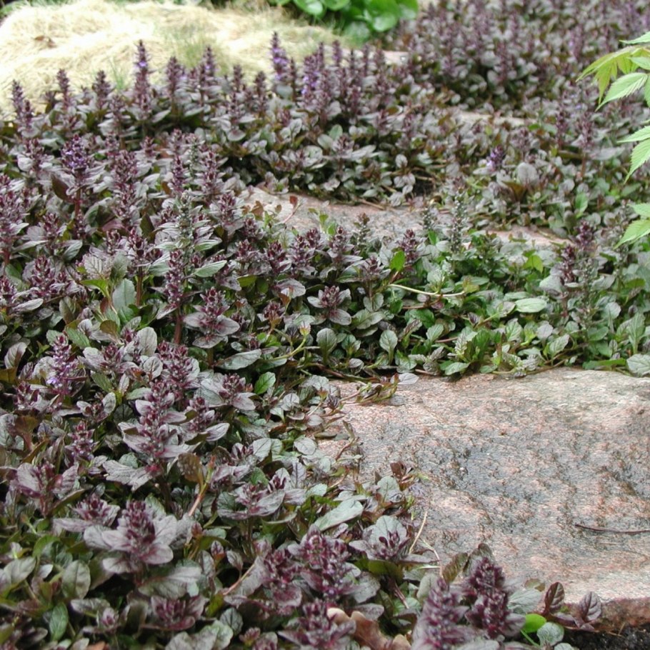 Живучка ползучая Атропурпуреа