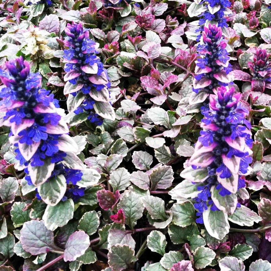 Живучка ползучая (Ajuga reptans)