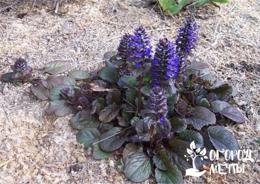 Аюга живучка