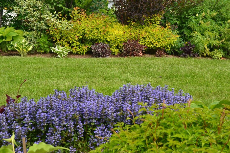 Живучка Альпийская