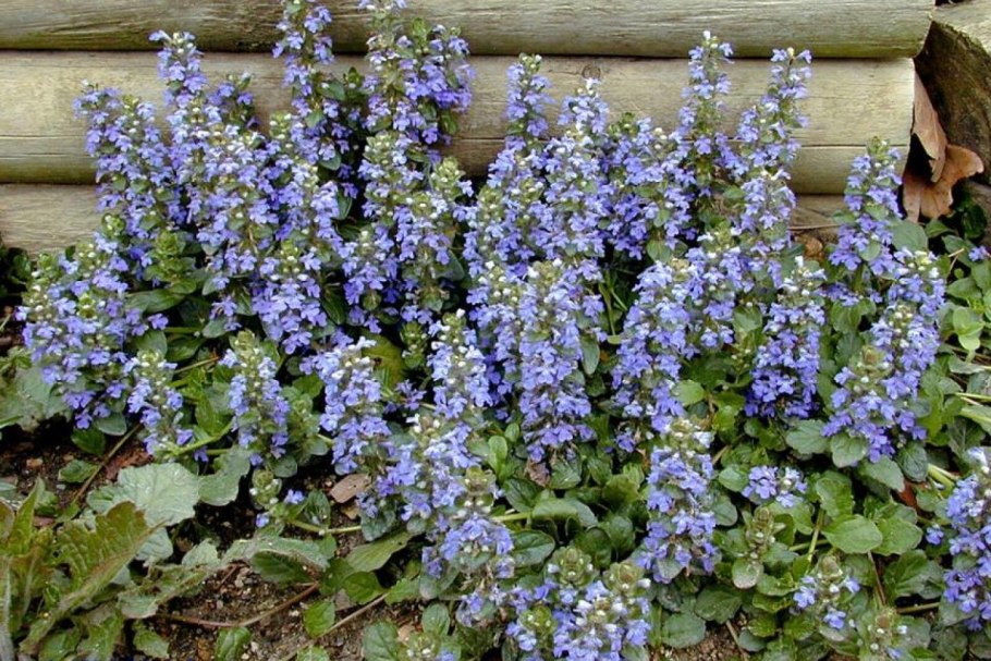 Живучка ползучая почвопокровная