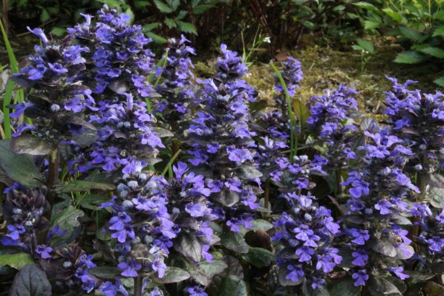 Аюга живучка ползучая