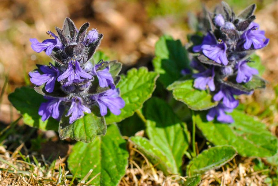 Живучка Альпийская