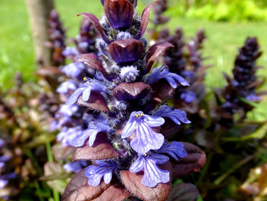 Живучка ползучая шоколад чип