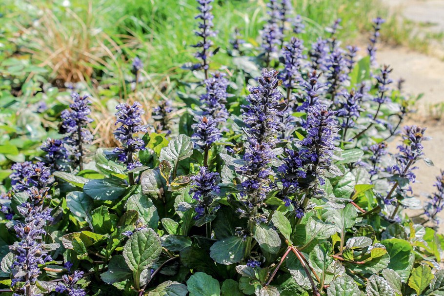 Живучка ползучая Atropurpurea