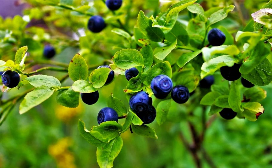 Черника миртолистная