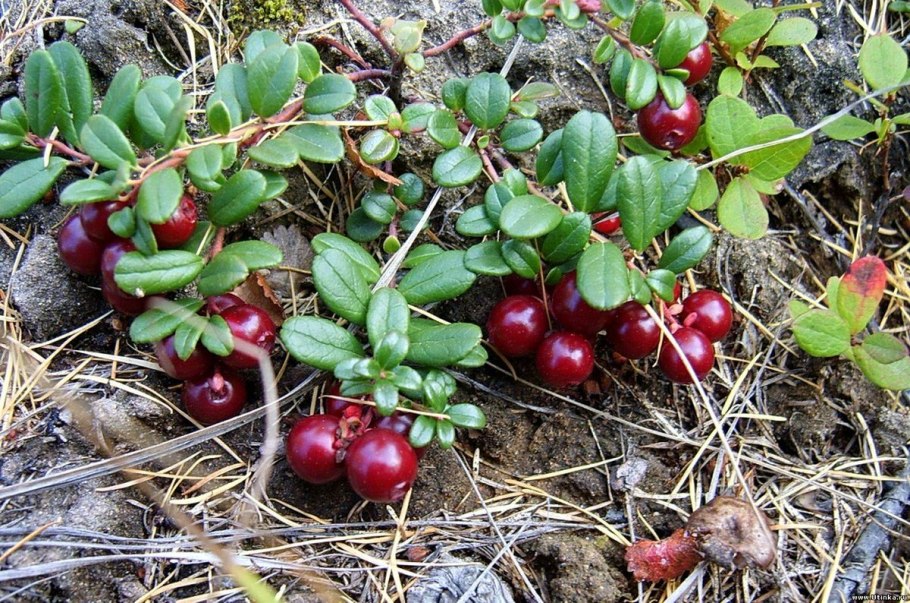Брусника Лесная куст